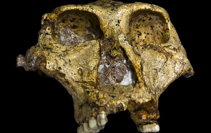 Paranthropus robustus SK-48